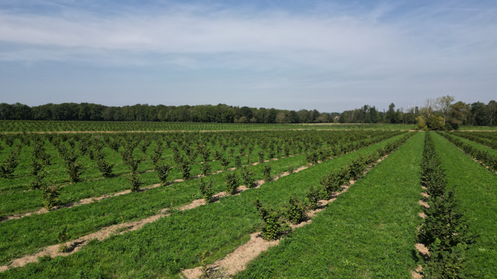 10 jaar Agroforestry Vlaanderen: Studies tonen bijzonder potentieel en interesse groeit, maar brede uitrol blijft uit. Wat is de weg naar 2035?